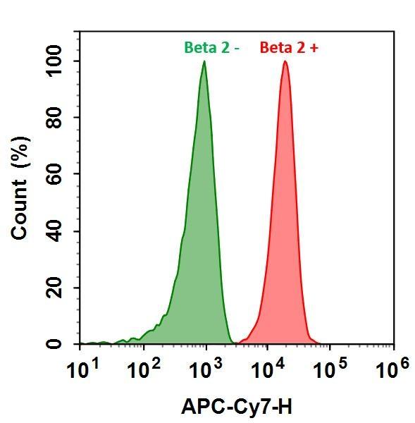 HL-60 cells were incubated with (Red, +) or without (Green, -) Anti-beta 2 rabbit antibody (Beta 2), followed by iFluor® 750 goat anti-rabbit IgG conjugate. The fluorescence signal was monitored using ACEA NovoCyte flow cytometer in APC-Cy7 channel.
