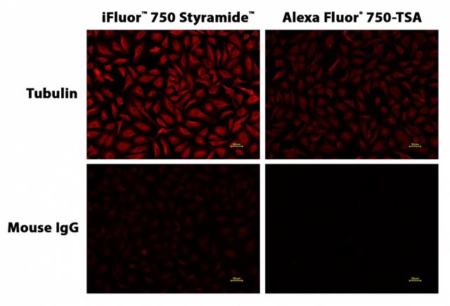 Fluorescence images of HeLa cells labeled with Mouse anti-Tubulin primary antibody. Cells were then stained with a HRP-labeled Goat anti-Mouse IgG secondary antibody followed by iFluor® 750 Styramide&trade; (Left) or Alexa Fluor&reg; 750 tyramide (Right), respectively. Fluorescence images were taken using the&nbsp;Cy7 filter set. iFluor® 750 Styramide&trade; shows significantly higher fluorescence intensity than Alexa Fluor&reg; 750 tyramide if under the same exposure time.