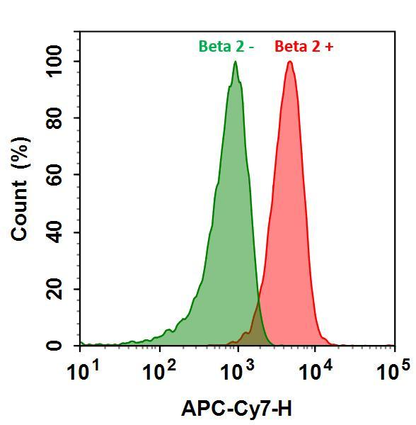 HL-60 cells were incubated with (Red, +) or without (Green, -) Anti-beta 2 rabbit antibody (Beta 2), followed by iFluor® 790 goat anti-rabbit IgG conjugate. The fluorescence signal was monitored using ACEA NovoCyte flow cytometer in APC-Cy7 channel.