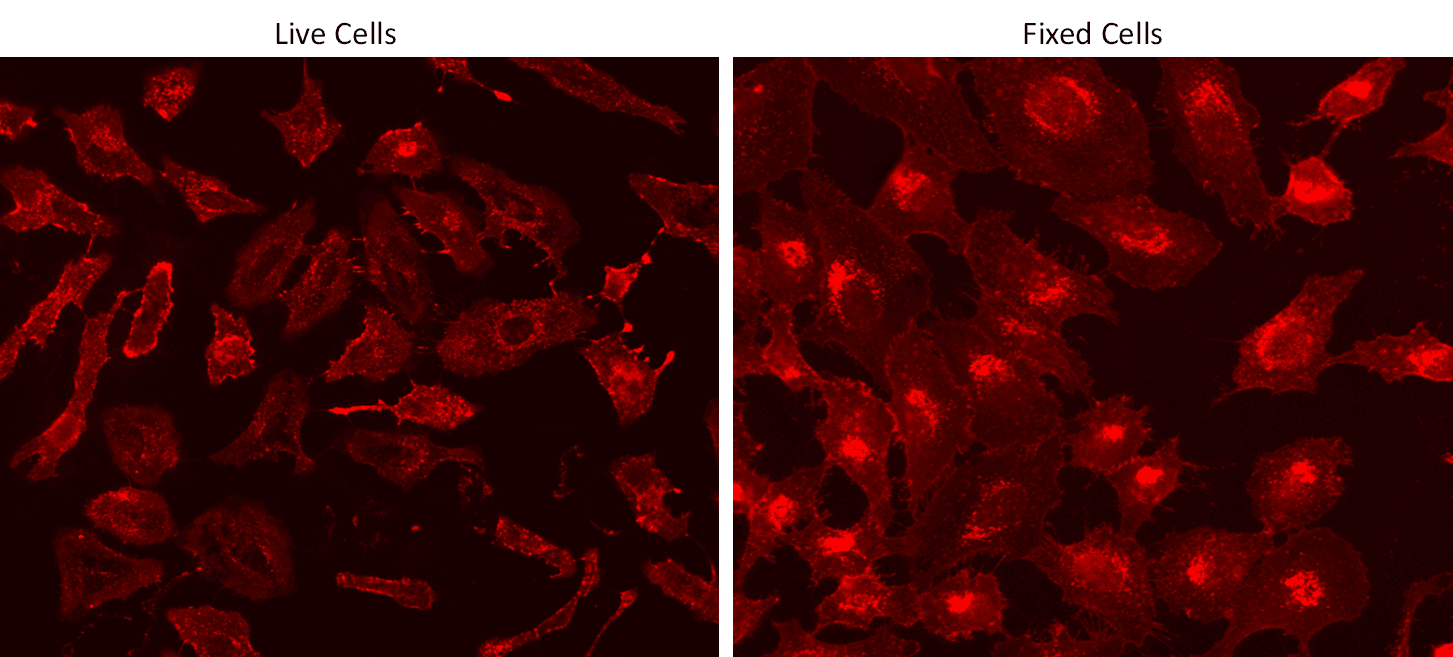 Live and fixed HeLa cells were stained with iFluor® 790-Wheat Germ Agglutinin (WGA) Conjugate at 10 µg/mL for 30 minutes. The image was acquired on a fluorescence microscope using a Cy7 LP filter set.