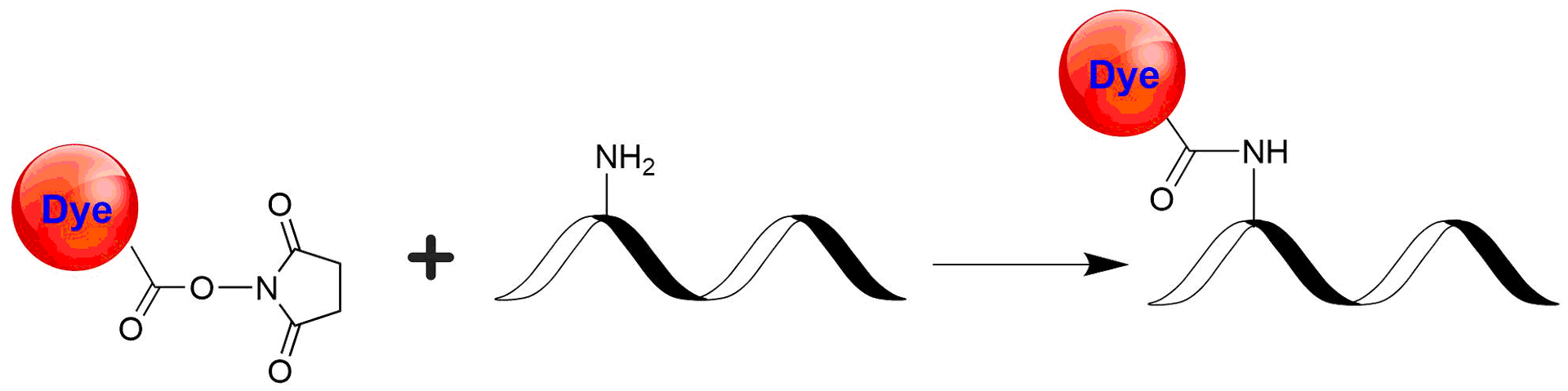 iFluor® 830 is designed to label proteins and other biomolecules with infrared fluorescence. Conjugates prepared with iFluor® 830 have excitation and emission maxima in the IR range. iFluor® 830 succinimidyl ester is the most convenient reactive form for preparing the desired iFluor® 830 conjugates as it specifically and readily reacts with amino groups.