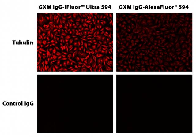HeLa cells were incubated with mouse anti-tubulin followed by AAT&rsquo;s iFluor<sup>TM</sup>&nbsp;Ultra 594 goat anti-mouse IgG conjugate or Alexa Fluor<sup>&reg;</sup>&nbsp;594 goat anti-mouse IgG.