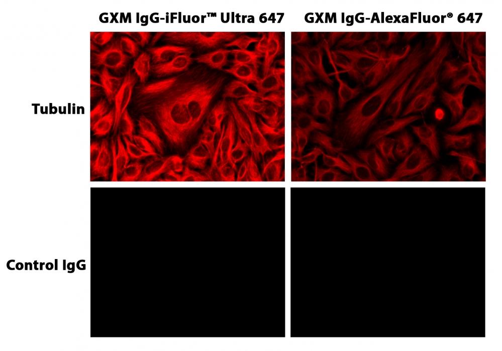 HeLa cells were incubated with mouse anti-tubulin followed by AAT&rsquo;s iFluor<sup>TM</sup>&nbsp;Ultra 647 goat anti-mouse IgG conjugate or Alexa Fluor<sup>&reg;</sup>&nbsp;647 goat anti-mouse IgG.