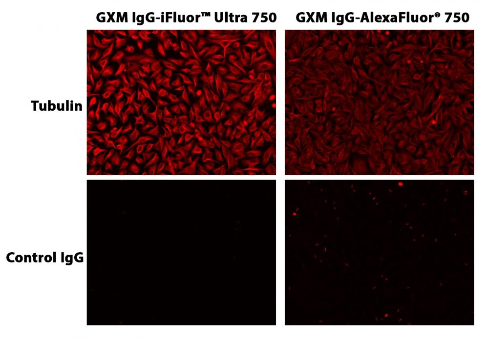 HeLa cells were incubated with mouse anti-tubulin followed by AAT&rsquo;s iFluor<sup>TM</sup>&nbsp;Ultra 750 goat anti-mouse IgG conjugate or Alexa Fluor<sup>&reg;</sup>&nbsp;750 goat anti-mouse IgG.