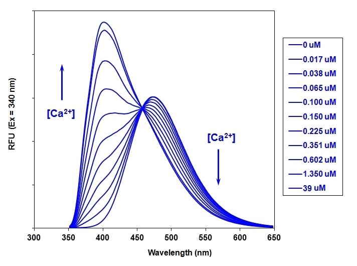 The fluorescence emission spectra of Indo-1 measured in solutions containing 0 to 39 µM of free calcium ions.