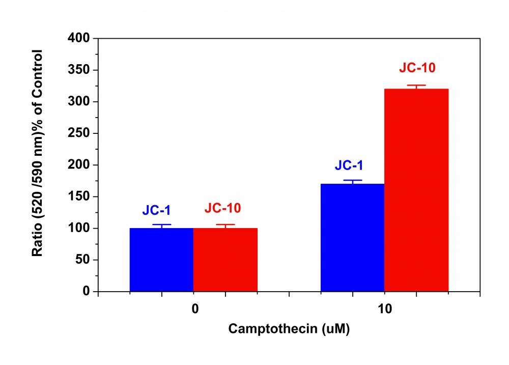 Campotothecin-induced mitochondria membrane potential changes were measured with JC-10™ and JC-1 in Jurkat cells. After Jurkat cells were treated with camptothecin (10 µM) for 4 hours, JC-1 and JC-10™ dye loading solutions were added to the wells and incubated for 30 minutes. The fluorescent intensities for both J-aggregates and monomeric forms of JC-1 and JC-10™ were measured at Ex/Em = 490/525 nm and 490/590 nm with NOVOstar microplate reader (BMG Labtech).