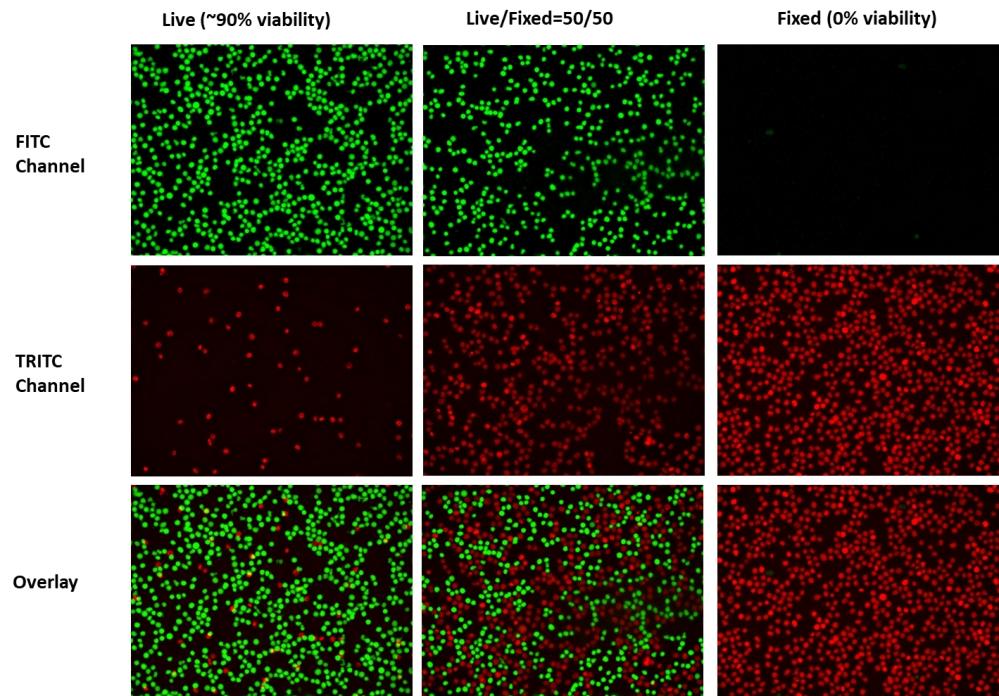 Imaging Assay of Live or Dead&trade; Cell Viability.<br>90% viability cells (Live cells), 0% viability cells (Fixed cells) and the mixture of two cells (Live/Fixed=50/50) were analyzed with Live or Dead&trade; Cell Viability Assay Kit, and imaged in FITC and TRITC channels with fluorescence microscope.&nbsp;