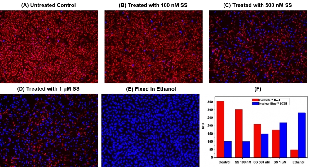<p>Fluorescence images of HeLa cells labeled with Live or Dead™ Cell Viability Assay Kit *Dual Fluorescence* (Cat#22788). HeLa cells at 100,000 cells/well/100 µL were seeded overnight in a 96-well black wall/clear bottom plate. Cells were treated with 0-1 µM staurosporine (SS) at 37ºC for 4 hours (A-D), or fixed in ethanol (E), then incubated with dye-loading solution for 1 hour. The fluorescence signal was measured using a fluorescence microscope with Texas Red or Cy5 filter for viable cells (Red) and DAPI filter for necrotic cells (Blue), respectively. (F) The corresponding fluorescence signal were measured using a FlexStation® microplate reader (Molecular Devices) with bottom read mode at Ex/Em= 610/650 (cutoff=630 nm, Red) and Ex/Em=360/450 (cutoff=420 nm, Blue), respectively.</p>