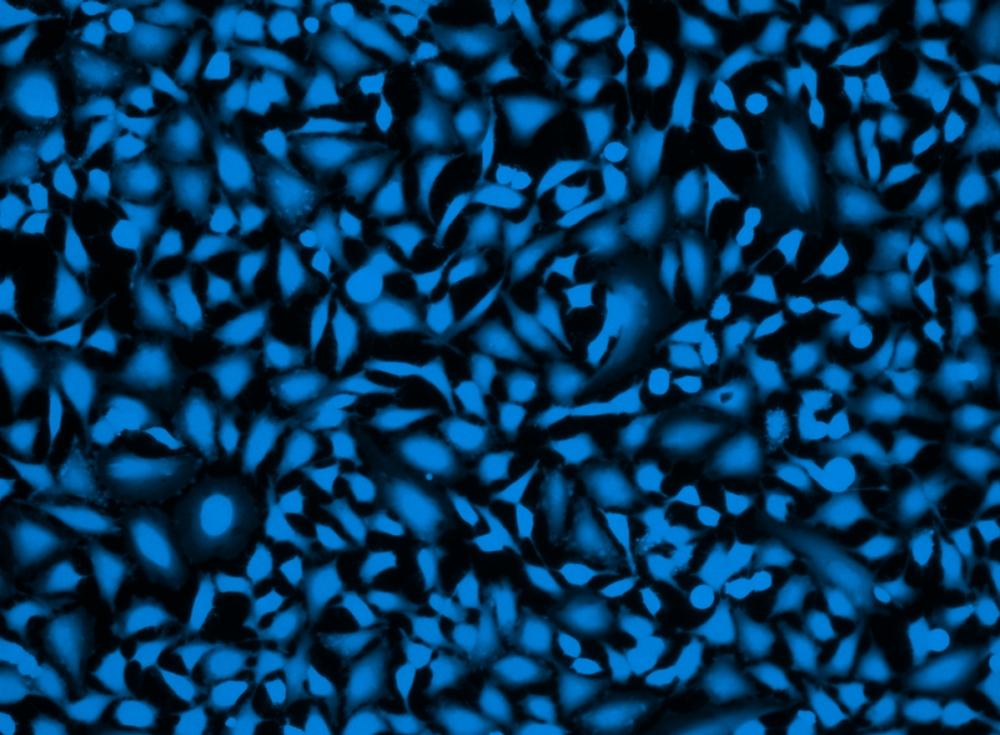 Image of Hela cells fixed with formaldehyde and stained with Live or Dead&trade; Fixable Dead Cell Staining kit&nbsp;*Blue Fluorescence with 405 nm Excitation*&nbsp;in a Costa black wall/clear bottom 96-well plate.