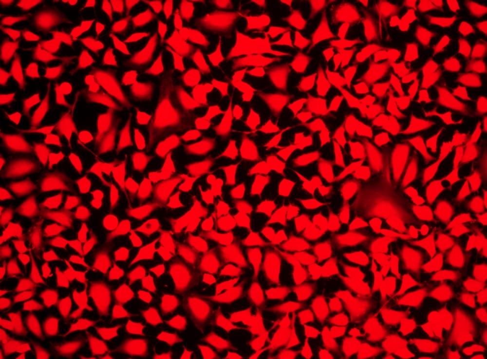 Image of Hela cells fixed with formaldehyde and stained with Live or Dead™ Fixable Dead Cell Staining kit * Deep Red Fluorescence* in a Costa black wall/clear bottom 96-well plate.