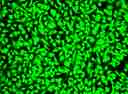 Image of Hela cells fixed with formaldehyde and stained with Live or Dead™ Fixable Dead Cell Staining kit *Green Fluorescence* in a Costa black wall/clear bottom 96-well plate.