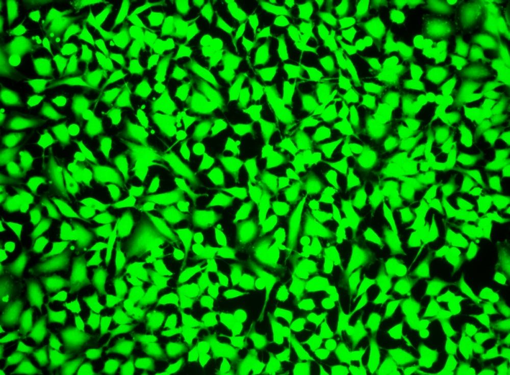 Image of Hela cells fixed with formaldehyde and stained with Live or Dead&trade; Fixable Dead Cell Staining kit&nbsp;*Green Fluorescence*&nbsp;in a Costa black wall/clear bottom 96-well plate.