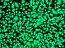 Image of Hela cells fixed with formaldehyde and stained with Live or Dead™ Fixable Dead Cell Staining kit *Green Fluorescence with 405 nm Excitation* in a Costa black wall/clear bottom 96-well plate.