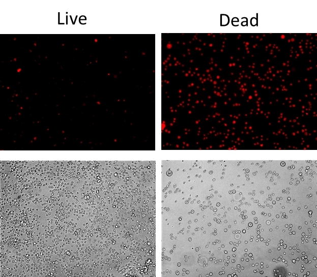 Detection of Jurkat cell viability by Live or Dead™ Fixable Dead Cell Staining Kits (Cat#22602). Jurkat cells were heat- treated at 60<sup>o</sup>C or left untreated, and stained with Stain It™ Orange. Live and heat-treated cells were imaged with fluorescence microscope using TRITC filter. 