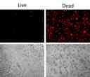 Detection of Jurkat cell viability by Live or Dead&trade; Fixable Dead Cell Staining Kits&nbsp;(Cat#22603).&nbsp;Jurkat cells were heat- treated at 60oC or left untreated,&nbsp;and stained with&nbsp;Stain It&trade; Red.&nbsp;Live and heat-treated cells were&nbsp;imaged&nbsp;with fluorescence microscope&nbsp;using&nbsp;Texas Red filter.&nbsp;