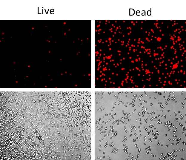Detection of Jurkat cell viability by Live or Dead™ Fixable Dead Cell Staining Kits (Cat#22603). Jurkat cells were heat- treated at 60oC or left untreated, and stained with Stain It™ Red. Live and heat-treated cells were imaged with fluorescence microscope using Texas Red filter. 