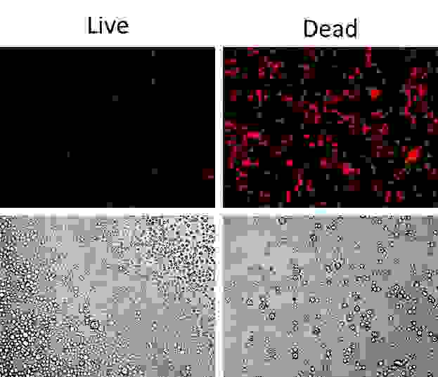 Detection of Jurkat cell viability by Live or Dead™ Fixable Dead Cell Staining Kits (Cat#22603). Jurkat cells were heat- treated at 60oC or left untreated, and stained with Stain It™ Red. Live and heat-treated cells were imaged with fluorescence microscope using Texas Red filter. 
