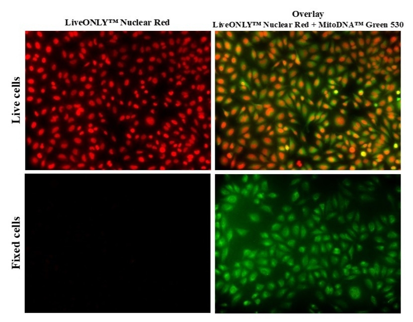The fluorescence images of HeLa cells stained with LiveONLY™ Nuclear Red (#17688) and MitoDNA™ Green 530 (#22685). The LiveONLY™ Nuclear Red (#17688) is showing selective nuclear staining in live cells only; dead cells do not show any nuclear staining.