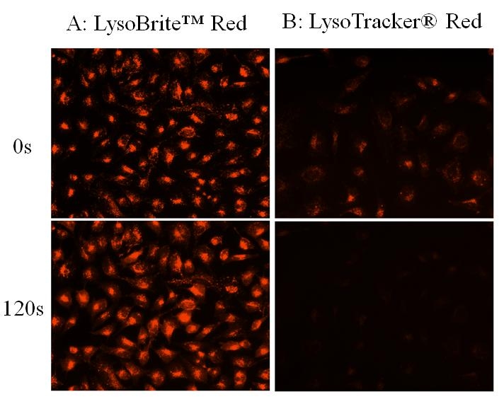 Images of HeLa cells stained with A: LysoBrite ™ Red, B: LysoTracker® Red DND-99 (from Invitrogen) in a Costar black wall/clear bottom 96-well plate. Samples were continuously illuminated for 120 seconds, and the signals were compared before and after the exposure by using an Olympus fluorescence microscope.