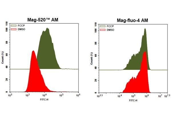 In vitro detection of Mg<sup>+2</sup>. HL-60 cells were stained with AM form of Mag-520&trade; (5 uM) and mag-fluo-4 (5 uM) for 30 minutes and stimulated with FCCP (20 uM) for 30 minutes and response was recorded for end point analysis. Response was recorded using&nbsp;NovoCyte&trade; 3000 Flow Cytometer with 530/30 nm filter and 488 nm laser.