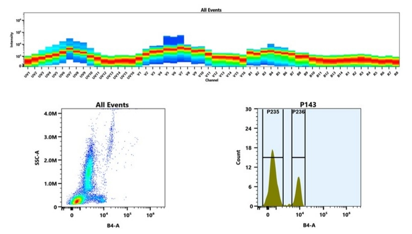 (Top) Spectral emission profiles generated using four spatially offset lasers (355 nm, 405 nm, 488 nm, and 640 nm). Each laser produced a distinct emission pattern, and their combination yielded the composite spectral signature.
(Bottom) Flow cytometry analysis of whole blood stained with mFluor™ Blue 570 Anti-human CD8 Antibody (clone HIT8a). Fluorescence was detected using an Aurora spectral flow cytometer, specifically in the B4-A channel.
