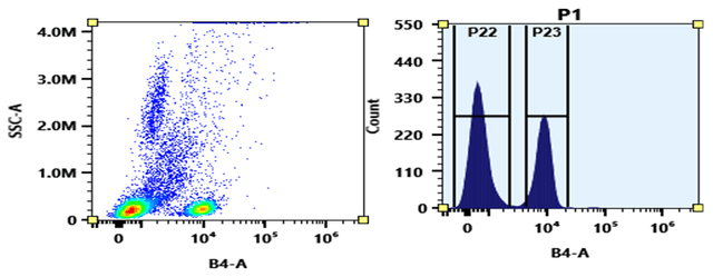 Flow cytometry analysis of whole blood stained with mFluor™ Blue 570 anti-human CD4 *SK3* conjugate. The fluorescence signal was monitored using an Aurora spectral flow cytometer in the mFluor™ Blue 570 specific B4-A channel.
