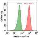 Flow cytometry analysis of HL-60 cells stained with (Red) or without (Green) 1ug/ml Anti-Human HLA-ABC-Biotin and then followed by mFluor&trade; Blue 570-streptavidin conjugate (Cat#16935).