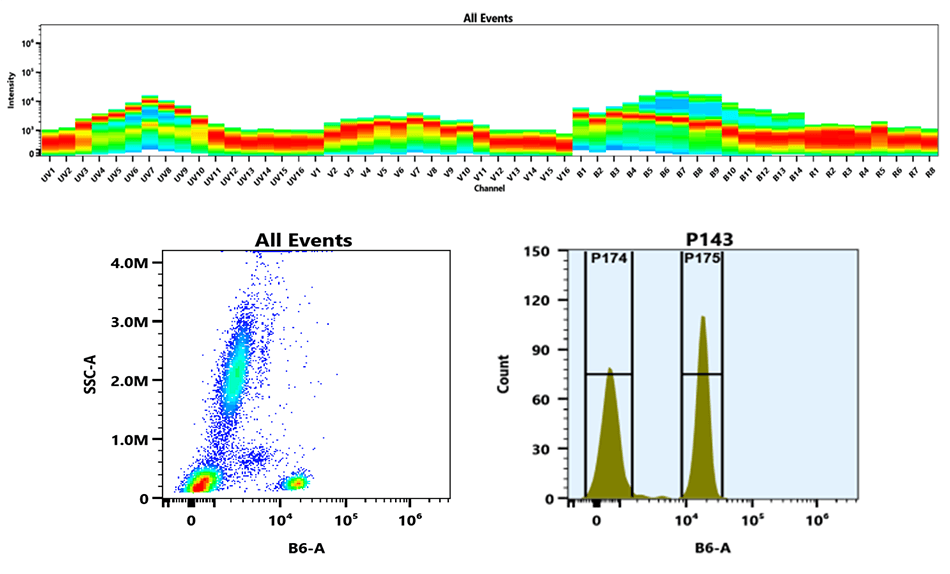 Top) The Spectral pattern was generated using a 4-laser spectral cytometer. Four spatially offset lasers (355 nm, 405 nm, 488 nm, and 640 nm) were used to create four distinct emission profiles, which, when combined, yielded the overall spectral signature. Bottom) Flow cytometry analysis of whole blood cells stained with mFluor™ Green 615 anti-human CD4 *SK3* conjugate. The fluorescence signal was monitored using an Aurora spectral flow cytometer in the mFluor™ Green 615-specific B6-A channel.