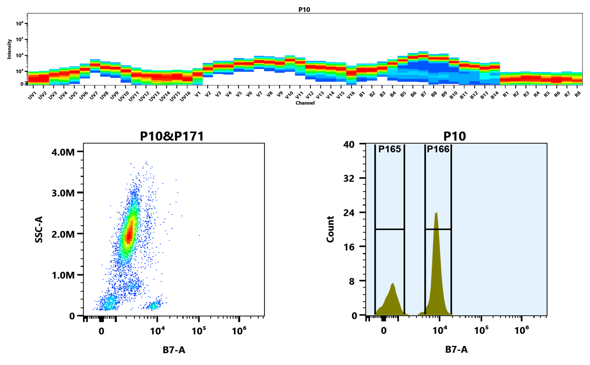 Top) The Spectral pattern was generated using a 4-laser spectral cytometer. Four spatially offset lasers (355 nm, 405 nm, 488 nm, and 640 nm) were used to create four distinct emission profiles, which, when combined, yielded the overall spectral signature. Bottom) Flow cytometry analysis of whole blood stained with mFluor™ Green 620 anti-human CD4 *SK3* conjugate. The fluorescence signal was monitored using an Aurora spectral flow cytometer in the mFluor™ Green 620 B7-A channel.