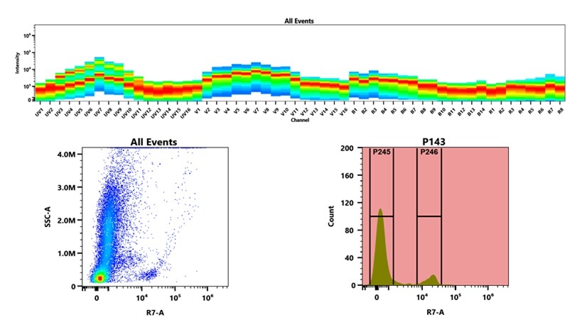 (Top) Spectral emission profiles generated using four spatially offset lasers (355 nm, 405 nm, 488 nm, and 640 nm). Each laser produced a distinct emission pattern, and their combination yielded the composite spectral signature. (Bottom) Flow cytometry analysis of whole blood stained with mFluor™ Red 780 Anti-human CD19 Antibody (HIB19). The fluorescence signal was monitored using an Cytek Aurora flow cytometer in the specific R7-A channel.