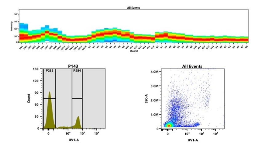(Top) Spectral emission profiles generated using four spatially offset lasers (355 nm, 405 nm, 488 nm, and 640 nm). Each laser produced a distinct emission pattern, and their combination yielded the composite spectral signature. (Bottom) Flow cytometry analysis of whole blood stained with mFluor™ UV375 Anti-human CD8 Antibody *SK1*. The fluorescence signal was monitored using an Aurora spectral flow cytometer in the specific UV1-A channel.