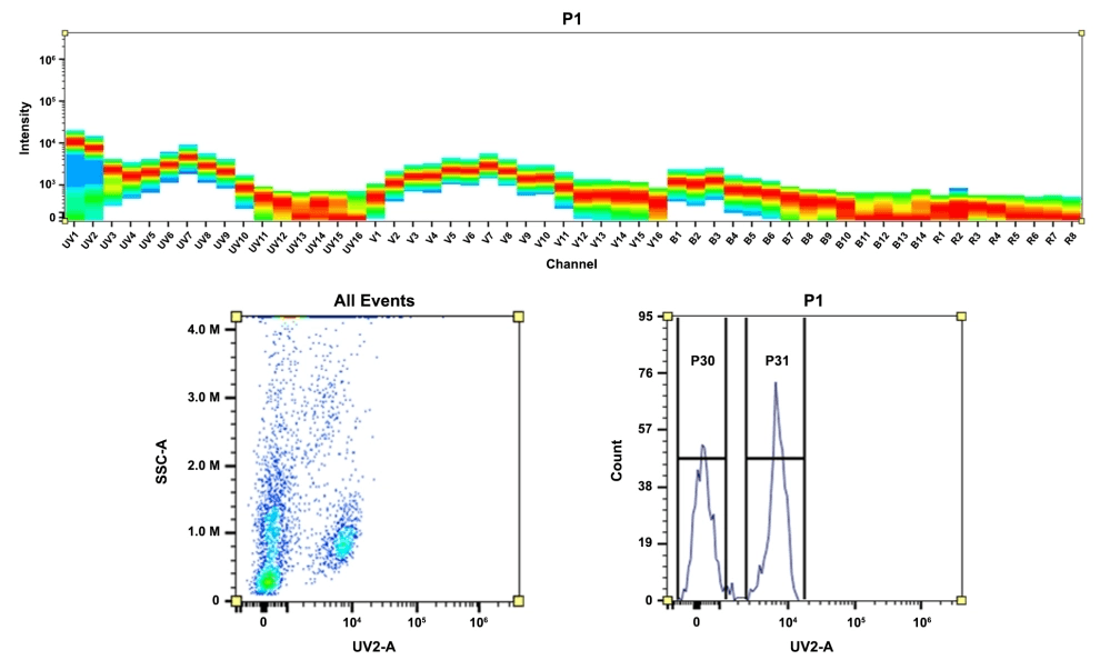 <b>Top)</b> The spectral pattern was generated using a 4-laser spectral cytometer. The lasers, spatially offset at wavelengths of 355 nm, 405 nm, 488 nm, and 640 nm, produced four distinct emission profiles. When combined, these profiles resulted in the overall spectral signature. <b>Bottom)</b> Flow cytometry analysis was performed on whole blood cells stained with CD4-mFluor™ UV375 conjugate. The fluorescence signal was detected using an Aurora spectral flow cytometer in the mFluor™ UV375-specific UV2-A channel.