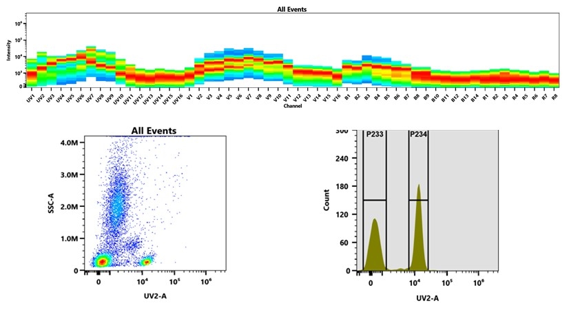 (Top) Spectral emission profiles generated using four spatially offset lasers (355 nm, 405 nm, 488 nm, and 640 nm). Each laser produced a distinct emission pattern, and their combination yielded the composite spectral signature. (Bottom) Flow cytometry analysis of whole blood stained with CD4-RPAT4-mFluor™ UV405 Conjugate. The fluorescence signal was monitored using an Cytek Aurora flow cytometer in the specific UV2-A channel.