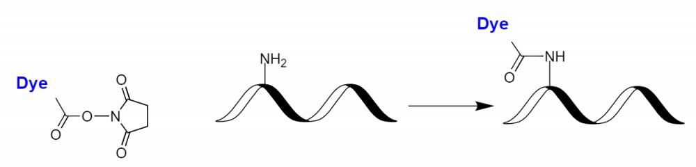 Fluorescent dye NHS esters (or succinimidyl esters) are the most popular tool for conjugating dyes to a peptide, protein, antibody, amino-modified oligonucleotide, or nucleic acid. NHS esters react readily with the primary amines (R-NH<sub>2</sub>) of proteins, amine-modified oligonucleotides, and other amine-containing molecules. The resulting dye conjugates are quite stable.