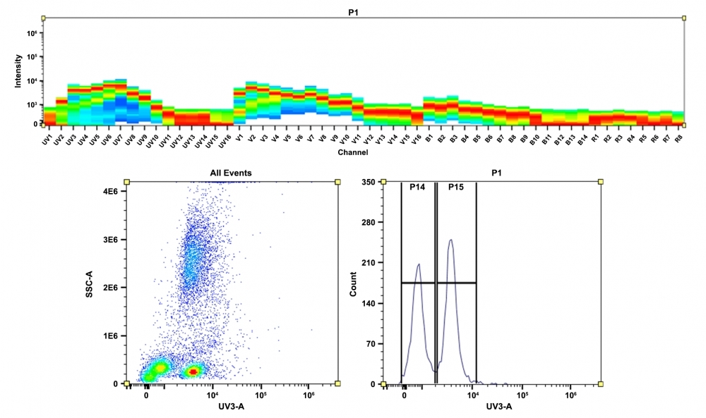 <strong>Top)</strong> Spectral pattern was generated using a 4-laser spectral cytometer. Spatially offset lasers (355 nm, 405 nm, 488 nm, and 640 nm) were used to generate four distinct emission profiles, then, when combined, yielded the overall spectral signature. <strong>Bottom)</strong> Flow cytometry analysis of whole blood cells stained with CD4-mFluor™ UV420 conjugate. The fluorescence signal was monitored using an Aurora spectral flow cytometer in the mFluor™ UV420 specific UV3-A channel.