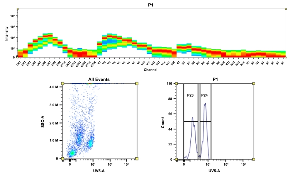 <strong>Top)</strong> Spectral pattern was generated using a 4-laser spectral cytometer. Spatially offset lasers (355 nm, 405 nm, 488 nm, and 640 nm) were used to generate four distinct emission profiles, then, when combined, yielded the overall spectral signature. <strong>Bottom)</strong> Flow cytometry analysis of whole blood cells stained with CD4-mFluor™ UV455 conjugate. The fluorescence signal was monitored using an Aurora spectral flow cytometer in the mFluor™ UV455 specific UV5-A channel.