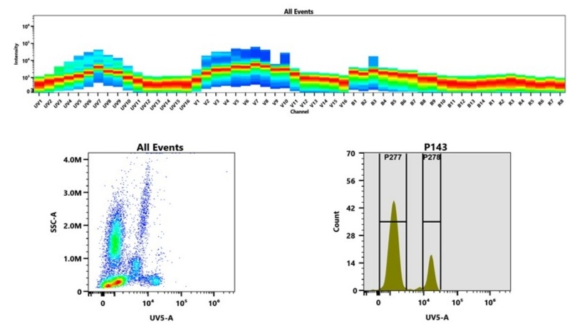 (Top) Spectral emission profiles generated using four spatially offset lasers (355 nm, 405 nm, 488 nm, and 640 nm). Each laser produced a distinct emission pattern, and their combination yielded the composite spectral signature. (Bottom) Flow cytometry analysis of whole blood stained with mFluor™ UV460 Anti-human CD8 Antibody *HIT8a*. The fluorescence signal was monitored using an Aurora spectral flow cytometer in the specific UV5-A channel.