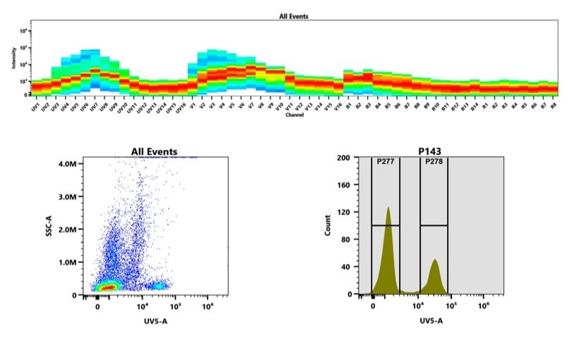 (Top) Spectral emission profiles generated using four spatially offset lasers (355 nm, 405 nm, 488 nm, and 640 nm). Each laser produced a distinct emission pattern, and their combination yielded the composite spectral signature. (Bottom) Flow cytometry analysis of whole blood stained with mFluor™ UV460 Anti-human CD8 Antibody *OKT-8*. The fluorescence signal was monitored using an Aurora spectral flow cytometer in the specific UV5-A channel.