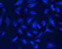 HeLa cells were stained with mouse anti-tubulin followed by mFluor™ UV460 SE goat anti-mouse IgG (H+L).