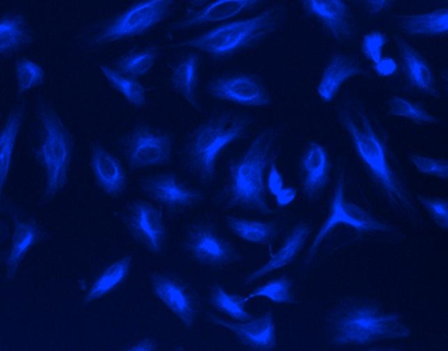 HeLa cells were stained with mouse anti-tubulin followed by mFluor™ UV460 SE goat anti-mouse IgG (H+L).