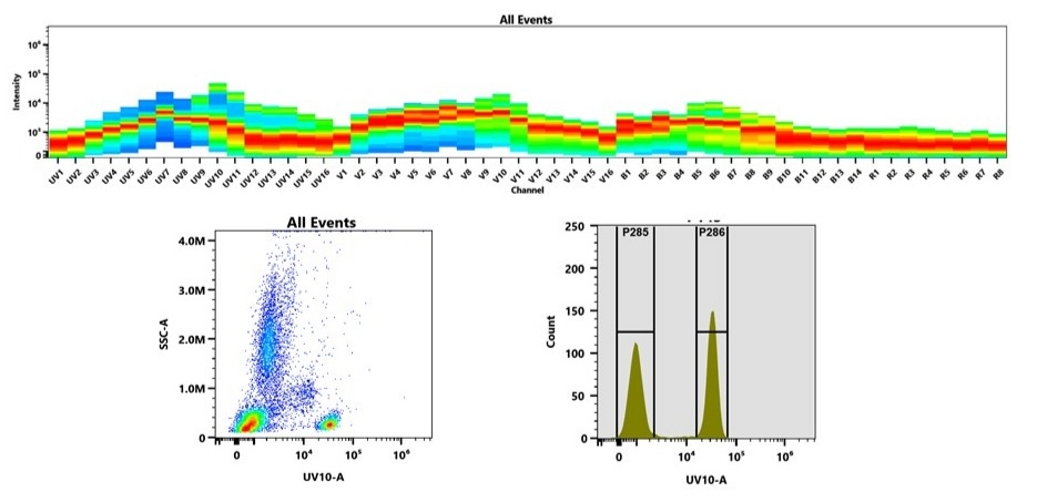 (Top) Full emission spectrum of mFluor™ UV595 was acquired using a 4-laser spectral flow cytometer equipped with spatially separated 355 nm, 405 nm, 488 nm, and 640 nm lasers. Each laser excitation produced a distinct emission profile, which together define the spectral signature of mFluor™ UV595.
(Bottom) Flow cytometry analysis of human whole blood stained with CD4-mFluor™ UV595 conjugate. Fluorescence signal was detected in the UV10-A channel using an Aurora spectral cytometer.