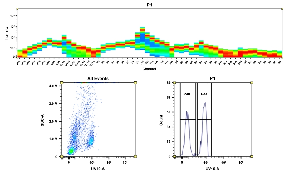<strong>Top)</strong> Spectral pattern was generated using a 4-laser spectral cytometer. Spatially offset lasers (355 nm, 405 nm, 488 nm, and 640 nm) were used to generate four distinct emission profiles, then, when combined, yielded the overall spectral signature. <strong>Bottom)</strong> Flow cytometry analysis of whole blood cells stained with CD4-mFluor™ UV610 conjugate. The fluorescence signal was monitored using an Aurora spectral flow cytometer in the mFluor™ UV610 specific UV10-A channel.