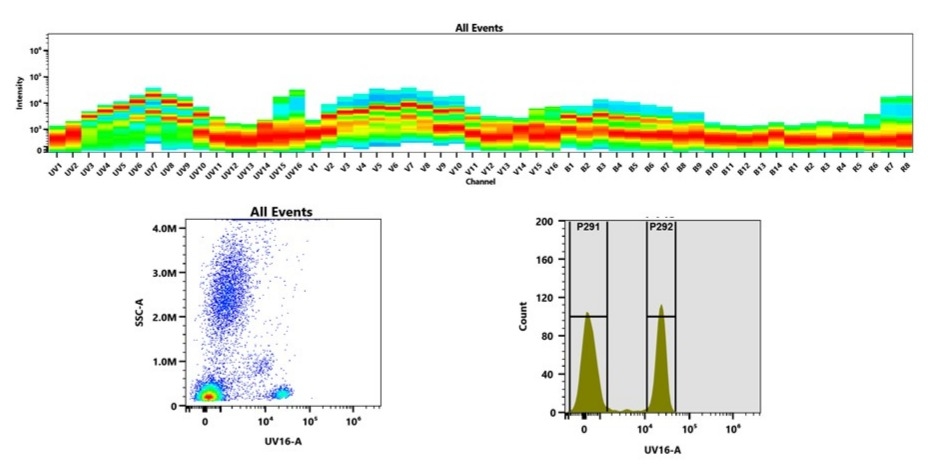 (Top) Full emission spectrum of mFluor™ UV780 was acquired using a 4-laser spectral flow cytometer equipped with spatially separated 355 nm, 405 nm, 488 nm, and 640 nm lasers. Each laser excitation produced a distinct emission profile, which together define the spectral signature of mFluor™ UV790. (Bottom) Flow cytometry analysis of human whole blood stained with CD4-mFluor™ UV780 conjugate. Fluorescence signal was detected in the UV16-A channel using an Aurora spectral cytometer.