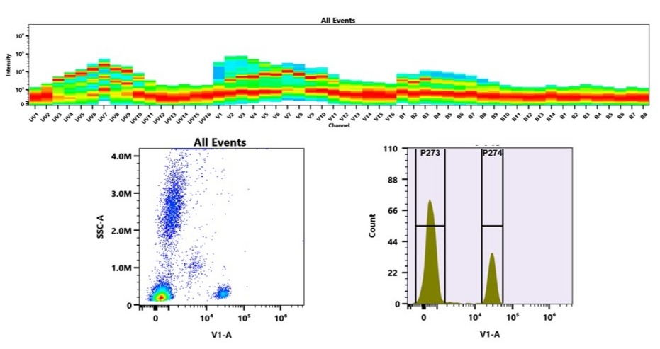 (Top) Spectral emission profiles generated using four spatially offset lasers (355 nm, 405 nm, 488 nm, and 640 nm). Each laser produced a distinct emission pattern, and their combination yielded the composite spectral signature. (Bottom) Flow cytometry analysis of whole blood stained with mFluor™ Violet 430 anti-human CD4 *RPA-T4* conjugate. The fluorescence signal was monitored using an Aurora spectral flow cytometer in the mFluor™ Violet 430 specific V1-A channel.