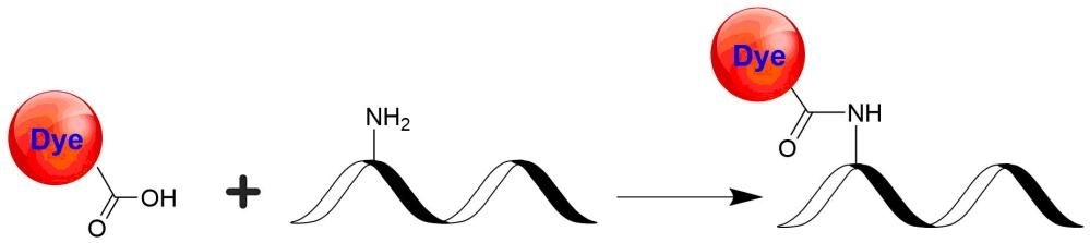With EDAC or other equivalent activating coupling agents, fluorescent dyes can react readily with the primary amines (R-NH<sub>2</sub>) of proteins, amine-modified oligonucleotides, and other amine-containing molecules. The resulting dye conjugates are quite stable.