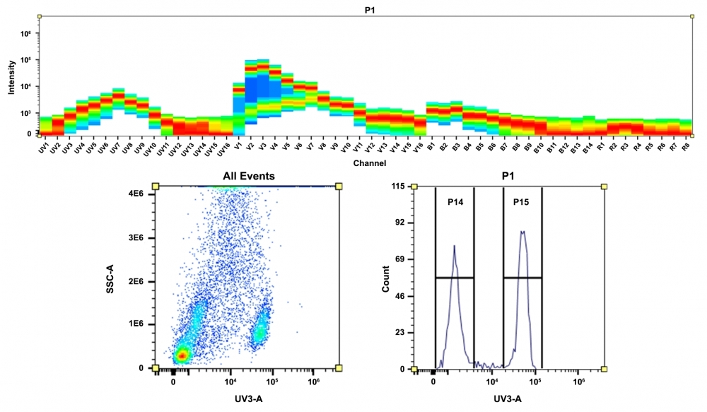 <strong>Top)</strong> Spectral pattern was generated using a 4-laser spectral cytometer. Spatially offset lasers (355 nm, 405 nm, 488 nm, and 640 nm) were used to generate four distinct emission profiles, then, when combined, yielded the overall spectral signature. <strong>Bottom)</strong> Flow cytometry analysis of whole blood cells stained with mFluor™ Violet 450 Anti-human CD4 *SK3* conjugate. The fluorescence signal was monitored using an Aurora spectral flow cytometer in the mFluor™ Violet 450 specific UV3-A channel.
