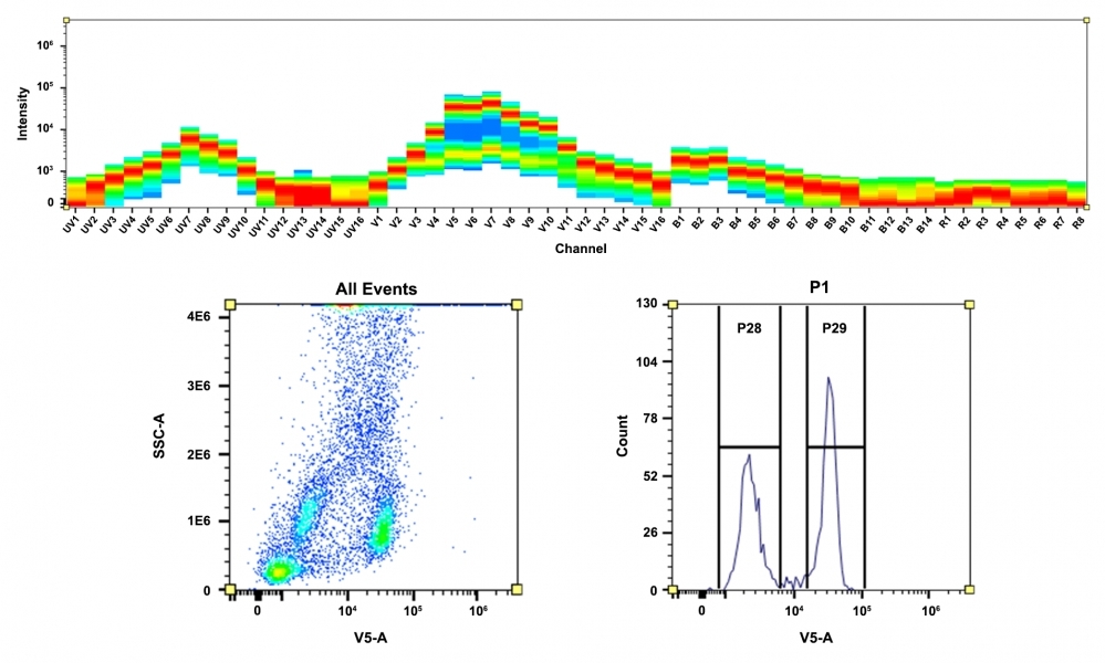 <strong>Top)</strong> Spectral pattern was generated using a 4-laser spectral cytometer. Spatially offset lasers (355 nm, 405 nm, 488 nm, and 640 nm) were used to generate four distinct emission profiles, then, when combined, yielded the overall spectral signature. <strong>Bottom)</strong> Flow cytometry analysis of whole blood cells stained with CD4-mFluor™ Violet 500 conjugate. The fluorescence signal was monitored using an Aurora spectral flow cytometer in the mFluor™ Violet 500 specific V5-A channel.