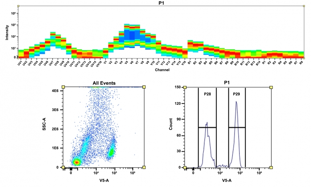 <strong>Top)</strong> Spectral pattern was generated using a 4-laser spectral cytometer. Spatially offset lasers (355 nm, 405 nm, 488 nm, and 640 nm) were used to generate four distinct emission profiles, then, when combined, yielded the overall spectral signature. <strong>Bottom)</strong> Flow cytometry analysis of whole blood cells stained with CD4-mFluor™ Violet 505 conjugate. The fluorescence signal was monitored using an Aurora spectral flow cytometer in the mFluor™ Violet 505 specific V5-A channel.