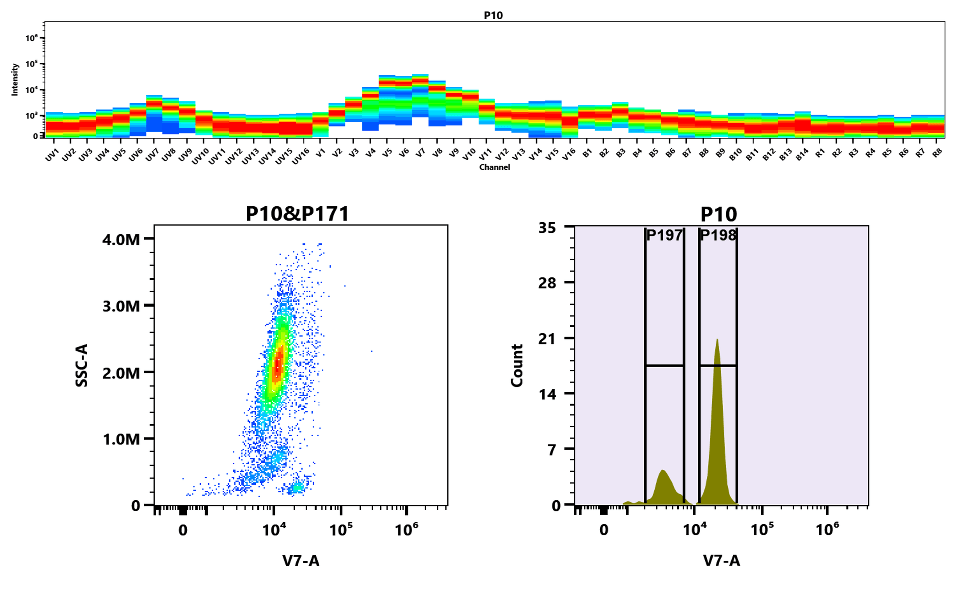 Top) The Spectral pattern was generated using a 4-laser spectral cytometer. Four spatially offset lasers (355 nm, 405 nm, 488 nm, and 640 nm) were used to create four distinct emission profiles, which, when combined, yielded the overall spectral signature. Bottom) Flow cytometry analysis of whole blood stained with mFluor™ Violet 510 anti-human CD4 *SK3* conjugate. The fluorescence signal was monitored using an Aurora spectral flow cytometer in the mFluor™ Violet 510 V7-A channel.