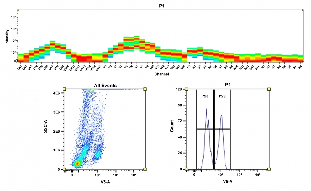 <strong>Top)</strong> Spectral pattern was generated using a 4-laser spectral cytometer. Spatially offset lasers (355 nm, 405 nm, 488 nm, and 640 nm) were used to generate four distinct emission profiles, then, when combined, yielded the overall spectral signature. <strong>Bottom)</strong> Flow cytometry analysis of whole blood cells stained with CD4-mFluor™ Violet 510 conjugate. The fluorescence signal was monitored using an Aurora spectral flow cytometer in the mFluor™ Violet 510 specific V5-A channel.